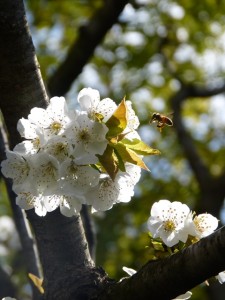Cerisier en fleurs - jardin de l'Atelier Tourne La Terre
