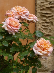 les roses du jardin de l'Atelier Tourne La Terre - Quartier du Millénaire - Montpellier